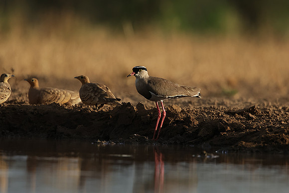Crowned lapwing - Shompole