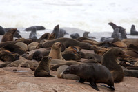 Cape fur seals - Skeleton coast