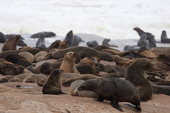 Cape fur seals - Skeleton coast