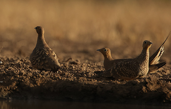 Chestnut-bellied sandgrouse - Shompole