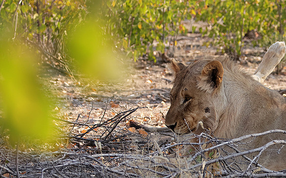 Ongava Private Reserve