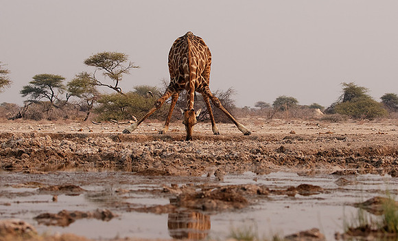 Onguma Private Reserve