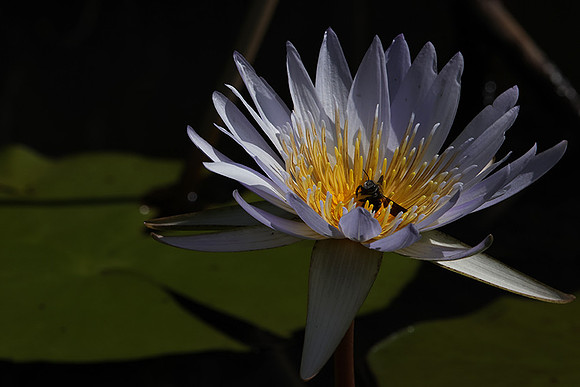 Lotus flowers - Botswana