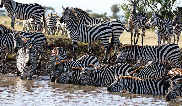 Serengeti - Grumeti Private Reserve