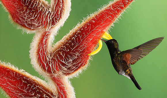 Black-bellied hummingbird