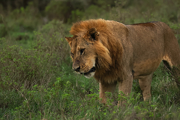 Nakuru
