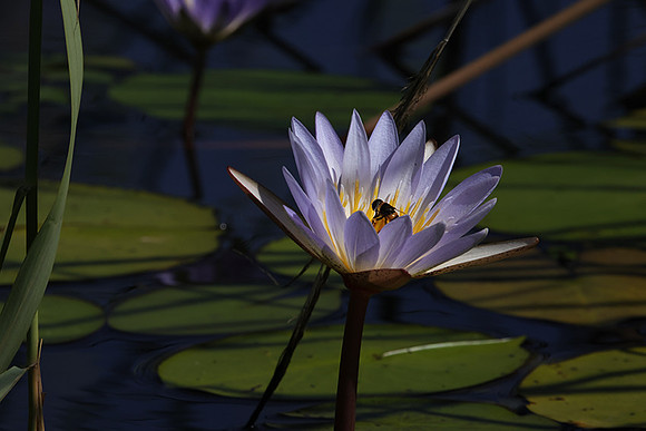 Lotus flowers - Botswana