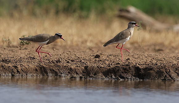 Crowned lapwing - Shompole
