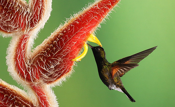 Black-bellied hummingbird