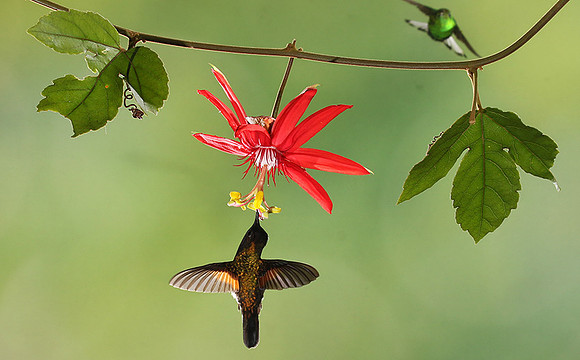 Black-bellied hummingbird