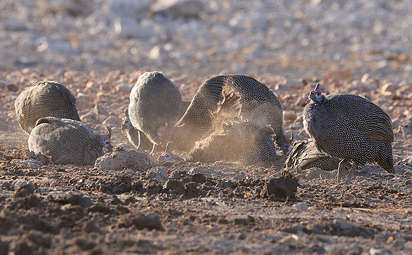 Helmeted guineafowl - Ongava Private Reserve