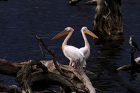 Pelicans