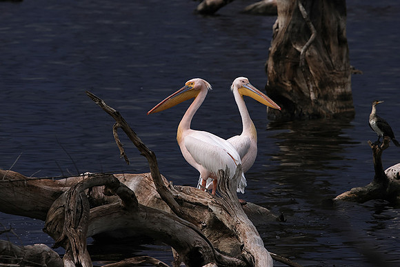 Lake Nakuru