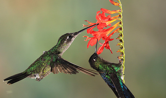Fiery-throated humming bird & rivoli's hummingbird