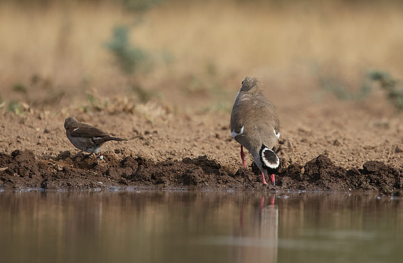 Crowned lapwing - Shompole