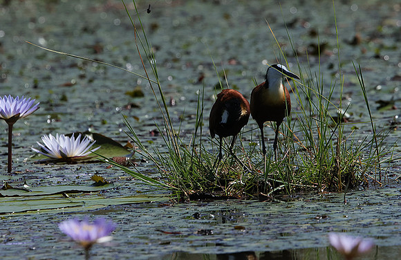 African jacana - Delta Of Okavango