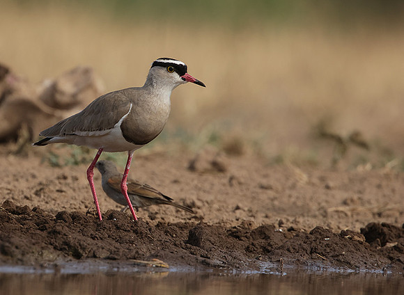 Crowned lapwing - Shompole