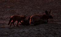 Bat-eared foxes - Nxai Pan
