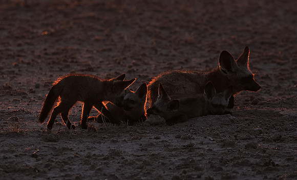 Bat-eared foxes - Nxai Pan