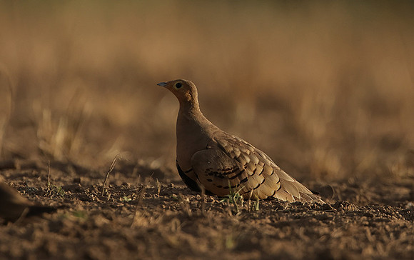 Chestnut-bellied sandgrouse - Shompole