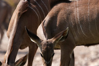 Onguma Private Reserve