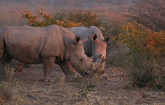White rhinos  -  Ongava Private Reserve