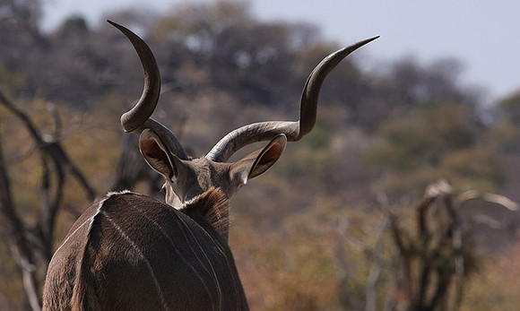 Onguma Private Reserve