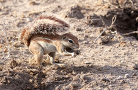 Ground sqirrel - Tau Pan