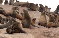 Cape fur seals - Skeleton coast