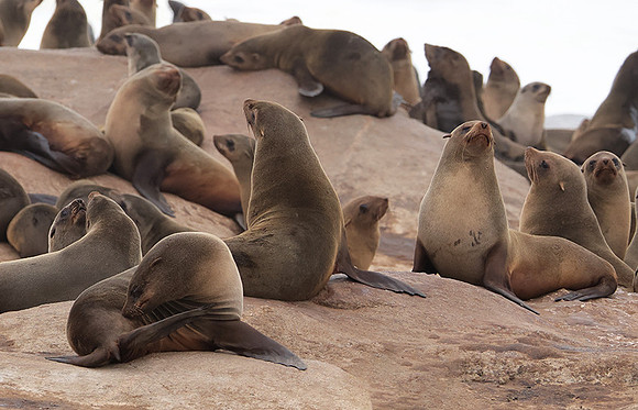 Cape fur seals - Skeleton coast