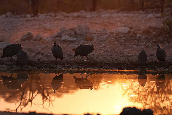 Helmeted guineafowl - Ongava Private Reserve