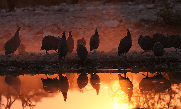 Helmeted guineafowl - Ongava Private Reserve