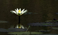 Lotus flowers - Botswana