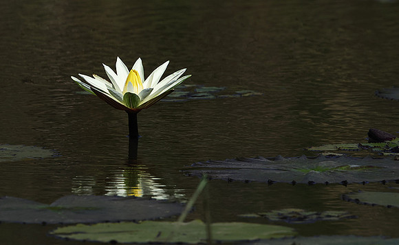 Lotus flowers - Botswana