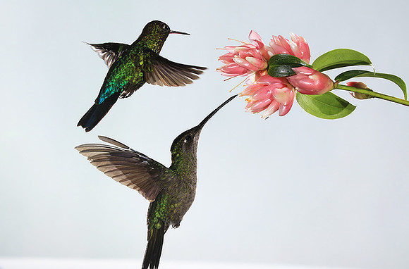 Fiery-throated humming bird & rivoli's hummingbird