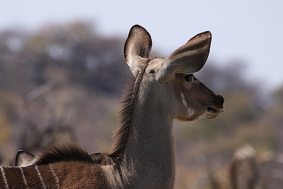 Onguma Private Reserve