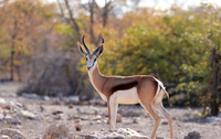 Ongava Private Reserve