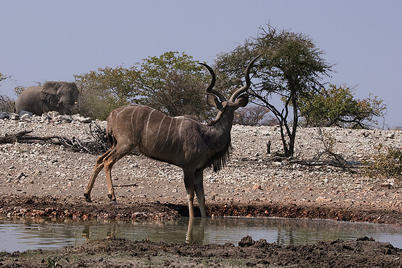 Onguma Private Reserve