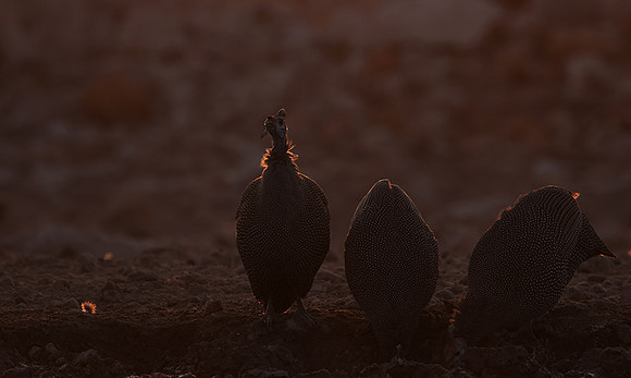 Helmeted guineafowl - Ongava Private Reserve
