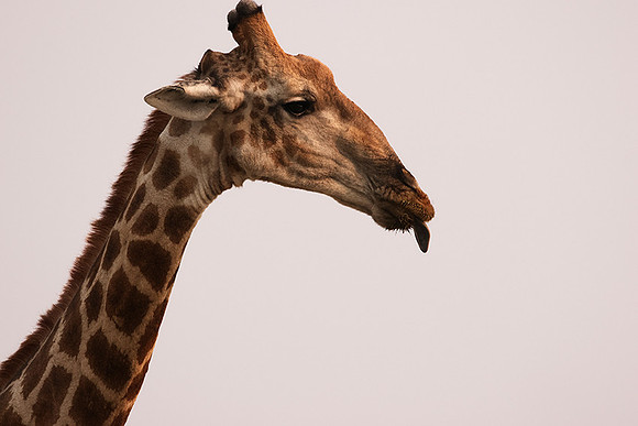 Onguma Private Reserve