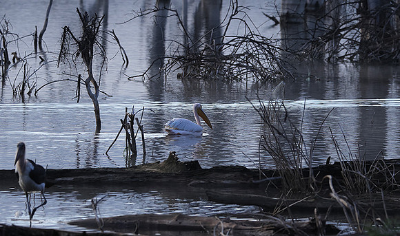 Lake Nakuru