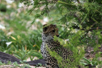 Delta of Okavango