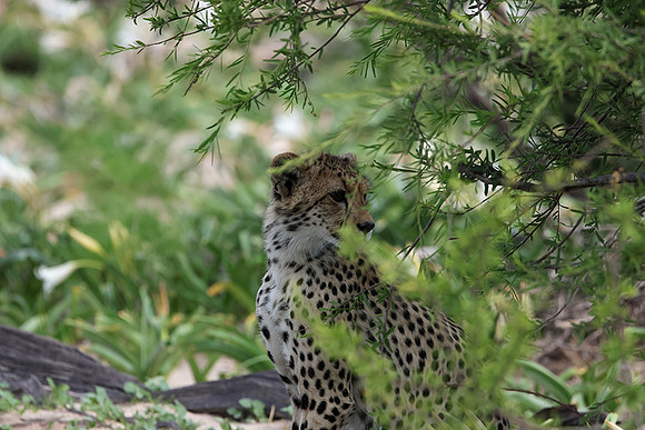Delta of Okavango