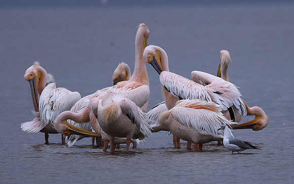 Lake Nakuru