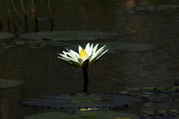 Lotus flowers - Botswana