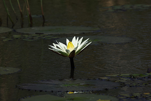 Lotus flowers - Botswana