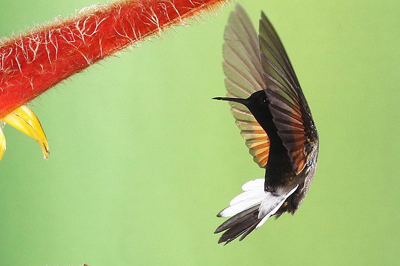 Black-bellied hummingbird