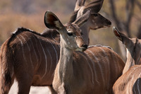 Onguma Private Reserve