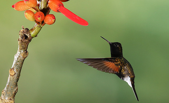 Black-bellied hummingbird