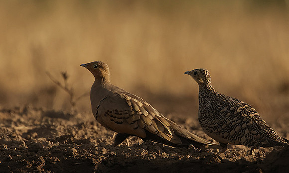Chestnut-bellied sandgrouse - Shompole